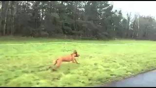 Vizsla Peaches mega fast