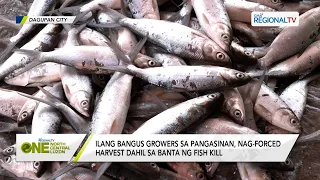 One North Central Luzon: Banta Ng Fish Kill