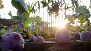 "The Future has an Ancient Heart" Alegria Farms Short Documentary Film