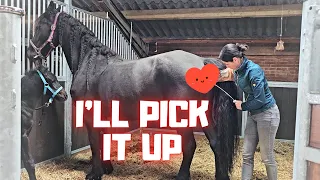 I'll pick it up! I can do it alone. A second chance | Parental supervision advised | Friesian Horses