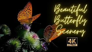 butterfly background scenery 4k