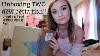 UNBOXING TWO NEW BETTA FISH! MY NEXT LONG FINNED BREEDING PAIR! | ItsAnnaLouise