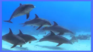 Beautiful Dolphins & Whales Sounds | Meditative Nature Music for & Deep Sleep 4K