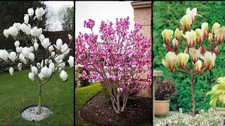 Top Tips for Growing Magnolias