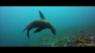 Galapagos diving with a whole colony of seals at Espanola Island