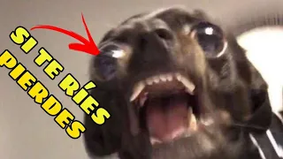 🤣 Si no te RÍES no eres HUMANO 🐱🐶 Videos Chistosos de Animales