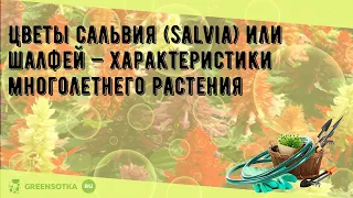 Цветы сальвия (salvia) или шалфей — характеристики многолетнего растения