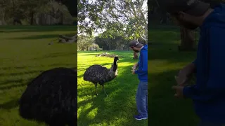 Big emu pecks out of guys hand