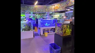 Video Tour of Blue Fish!