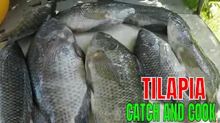 TILAPIA CATCH CLEAN AND COOK