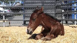 Baby Horse Born After Mom Rescued