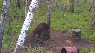 Huge Boone & Crocket Chocolate Phase Bear Shot with a Bow