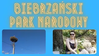 Czerwone Bagno - ostoja łosia w Polsce (ścieżki edukacyjne) || Biebrzański Park Narodowy