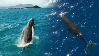 Humpback Whales Breaching in Hawaii - 4k