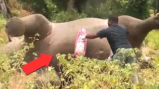 HOMEM ABRE CARCAÇA DE ELEFANTE E O PIOR ACONTECE!!!