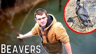 The War is Finally Over... (BEAVER TRAPPING) - Kendall Gray