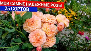 Мои самые надежные розы 25 сортов