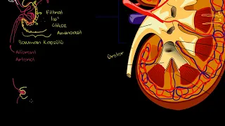 Böbrek ve Nefron (Biyoloji) (Sağlık Bilgisi ve Tıp)