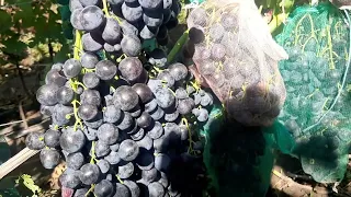 Сверх ранний виноград Сфинкс