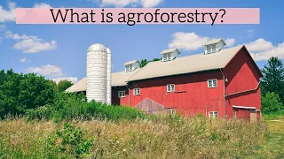 What is Agroforestry? | Agroforestry systems | Biodiversity | Regenerative agriculture