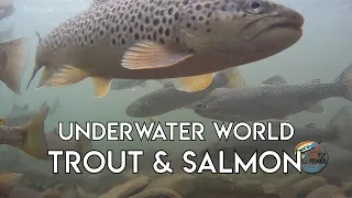 Incredible Underwater Video of Trout & Salmon