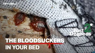 Just 2 degrees: Bloodsuckers in your bed, 'dead white man's clothes'