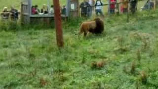 Jumping Lion