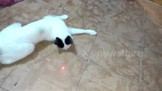 Cat goes mad trying to catch a laser