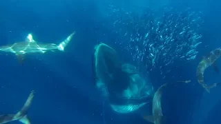 GoPro Awards: Sharks, Dolphins, Penguins and Whales