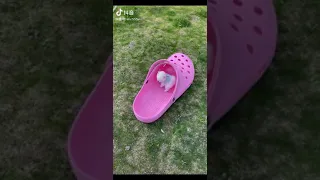 Tik Tok Chó phốc sóc mini Funny and Cute Pomeranian Videos #164