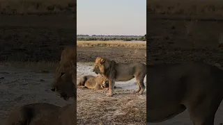 Tom Tom warns his son! Lions of Chobe