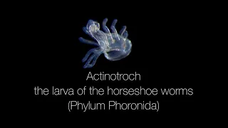 Actinotroch – the larva of the horseshoe worms (Phylum Phoronida)