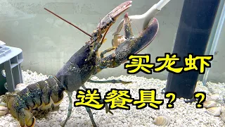 我一定会成功养活一只波士顿龙虾的！｜宠物｜水族｜龙虾｜波士顿龙虾