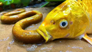 Stop Motion ASMR - Amazing Catch Big Koi fish In Mud Zig Zag eel Betta Primitive Cooking Cuckoo