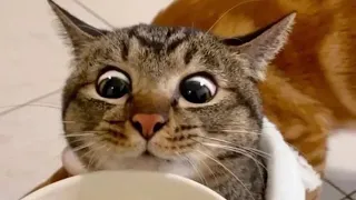 Funniest CATS that will make your day not so boring - Funny Pet Videos