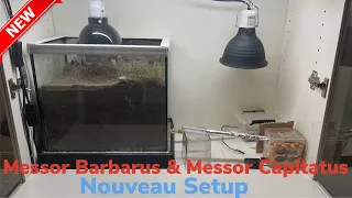 Nouvelle installation pour mes Messor Barbarus et Capitatus