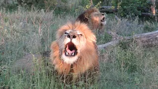 Male Lions Roaring Super Powerful & Very Loud | Kruger Park Sightings