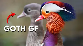 Behind Every Mandarin Duck Drake Is A Goth GF