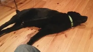 Labrador Fart Stretch