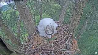 Angel the Leucistic Red Tailed Hawk 30.04.2023 08:37