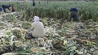 Tarladan Canlı Pırasa Hasatı. Leek Harvest. #pırasa#Leek#hasat#inegölpırasa#kalempırasa