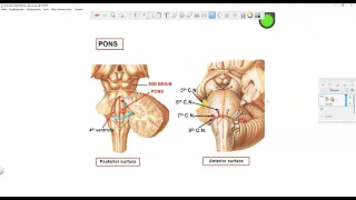 ЦНС, строение моста (pons)