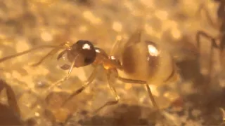 The First Egg After Diapause (Prenolepis imparis "the winter ant")