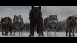 Twilight Wolves || Immortals