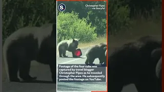 Traffic Stops to Watch Grizzly Bear Cubs Wrestling on Road