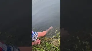 Guy catches a fish barely by his hand #shorts