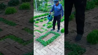 Super Gardening 😉 #satisfying #short