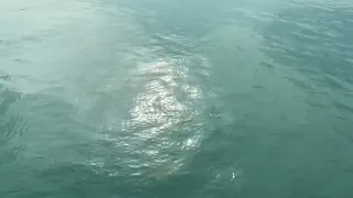 Bedok Jetty, huge stingray, catch and release