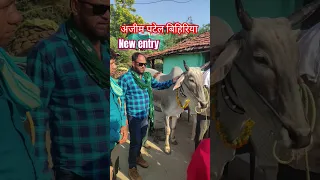 #viralshorts #ytshorts #newsong #trending #oxrace #oxracepunjab #feedshortsfeedshorts #horse #race