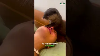 Otters | Playfull And Intelligent Animal 🥰